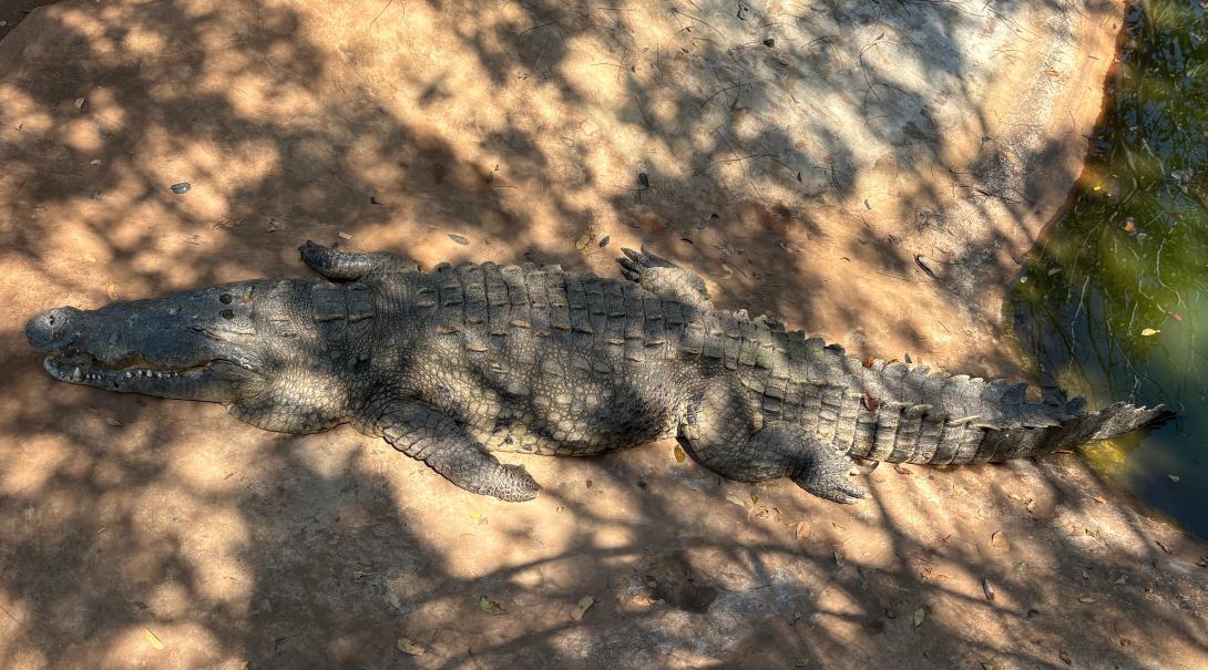 Crocodile at the sanctuary